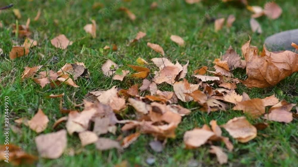 rake collect dry autumn leaves in a pile, close-up, slow motion, bottom view rake collect dry autumn leaves in a pile, close-up, slow motion, bottom view