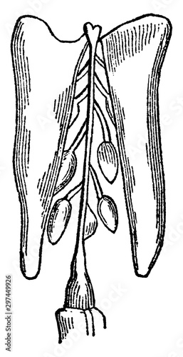 Silicula vintage illustration.