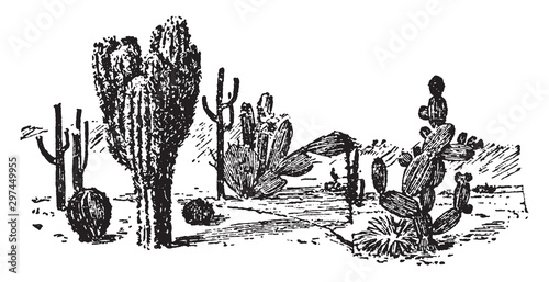 Cactus Plants vintage illustration.