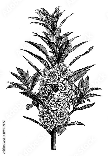 Flowering Shoot of Impatiens Balsamina Flore-Pleno vintage illustration.