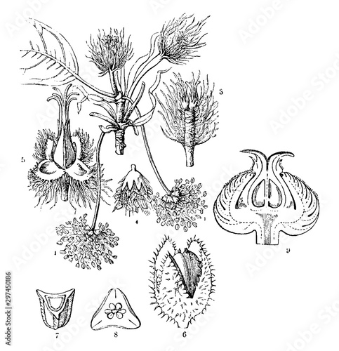 Common Beech vintage illustration.
