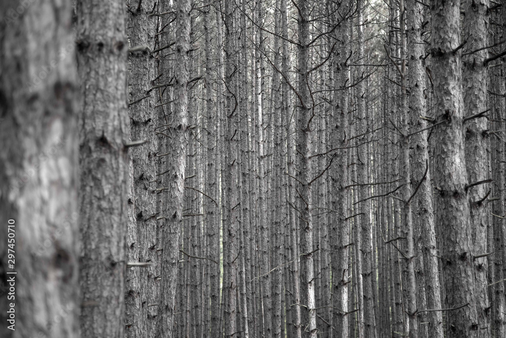 Obraz premium bare forest