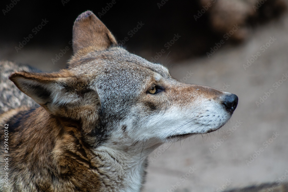 Fototapeta premium Red wolf