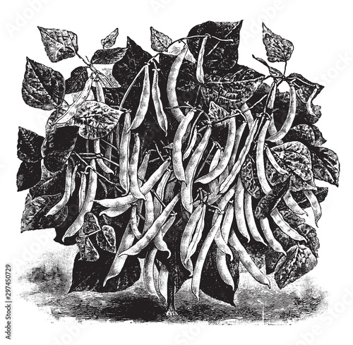Hodson Wax Beans vintage illustration.