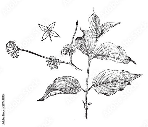 Cornus Mas vintage illustration.