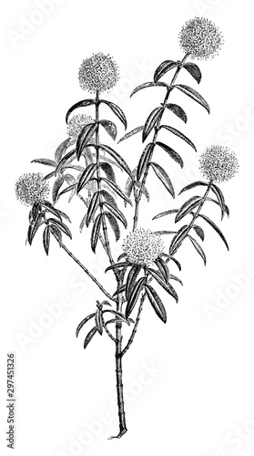 Pimelea Ligustrina Hypericina vintage illustration.