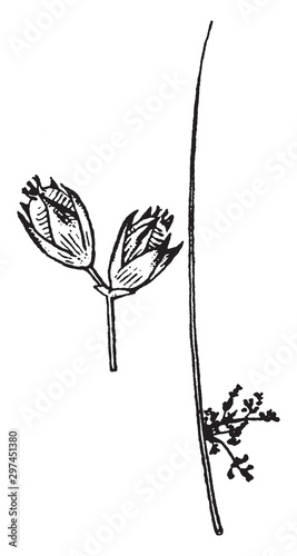 Juncus vintage illustration.