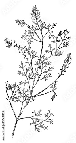 Fumitory vintage illustration.