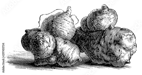 Jerusalem Artichoke vintage illustration.