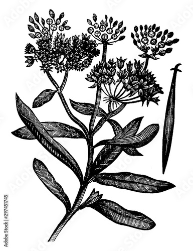 Butterfly Weed vintage illustration.