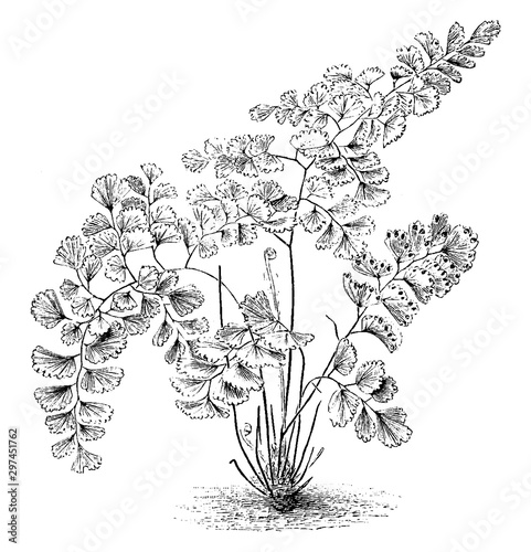 Adiantum Decorum Ferns vintage illustration.