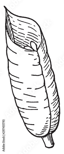 Follicle (fruit) vintage illustration.
