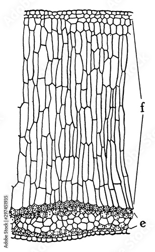 Codonanthe Leaf Tissues vintage illustration.