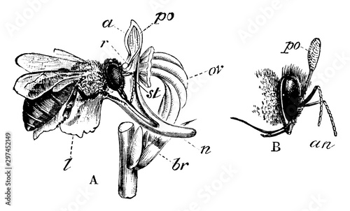 Pollination of an Orchid vintage illustration.