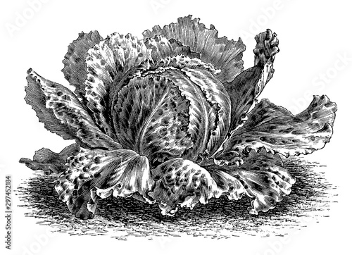 Cabbage Lettuce vintage illustration.