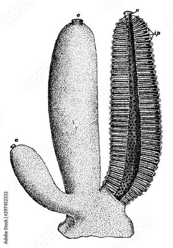 Tablou pe pânză Sycon Gelatinosum, vintage illustration.