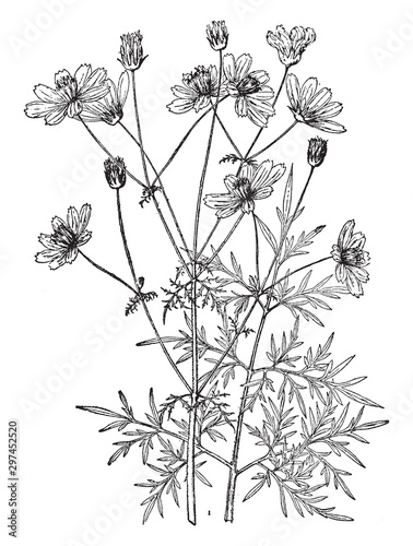 Cosmos Sulphureus vintage illustration.