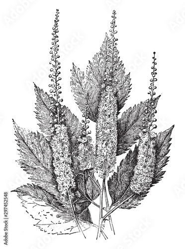 Cimicifuga Racemosa vintage illustration.