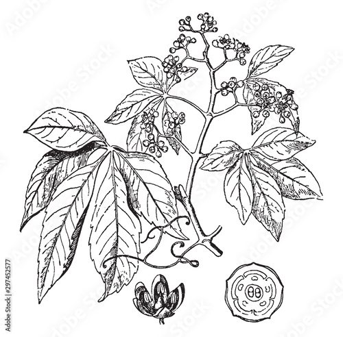 Virginia Creeper vintage illustration.
