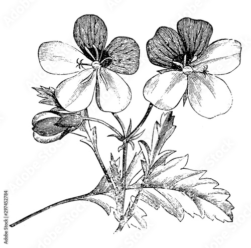 Inflorescence and Leaf of Pelargonium Tricolor vintage illustration.