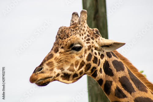 Photography Giraffe