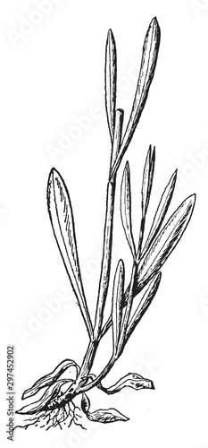 Cuckoo, Flower, Cardamine, Pratensis, Brassicaceae, lady, smock vintage illustration.