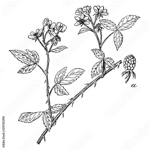 Blackberry vintage illustration.