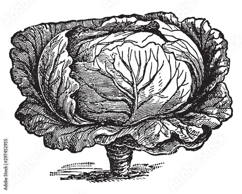 Cabbage vintage illustration.