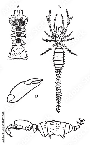 Koenenia Mirabilis, vintage illustration.