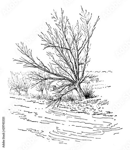 White Willow vintage illustration.