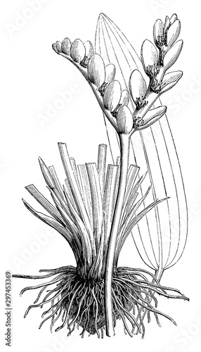 Flower-spikes, Leaf, and Root of Cape Pond Weed vintage illustration.