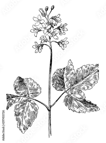 Toothwort vintage illustration.