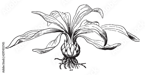 Tableau sur toile Lily Bulb vintage illustration.