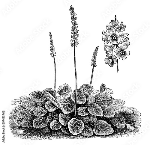 Habit and Detached Inflorescence of Galax Aphylla vintage illustration.