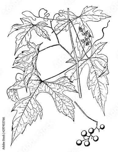 Vitis Rubra vintage illustration.