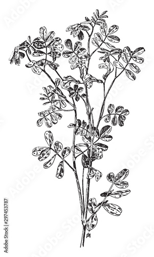 Coronilla Emerus vintage illustration. photo