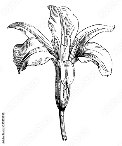 Barbacenia Purpurea vintage illustration. photo