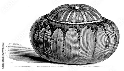 Turk's Cap Gourd vintage illustration.