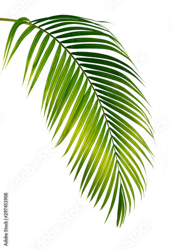 zielony-palmowy-lisc-odizolowany-na-bialym-tle