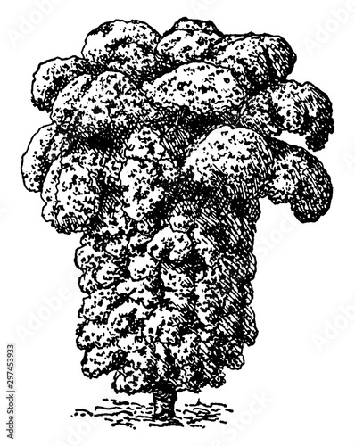 Kale vintage illustration.