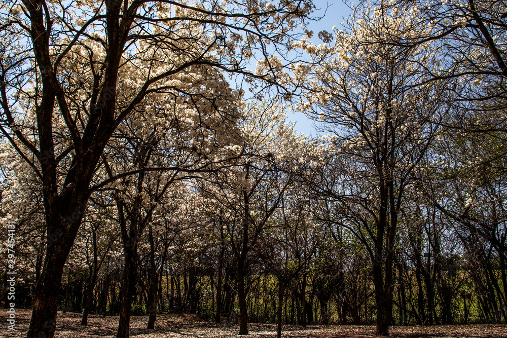 Ipes white tree flowering grove in the municipality of Marilia Ipes white tree flowering grove in the municipality of Marilia