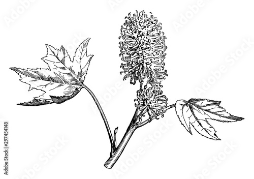 Female Flowering Branch of Sweet Gum vintage illustration.