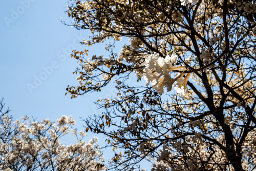 Ipes white tree flowering grove in the municipality of Marilia