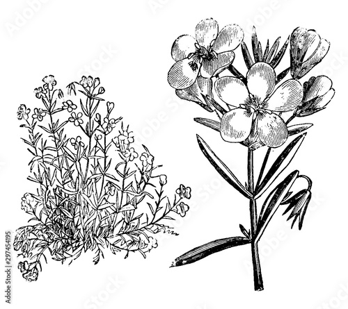 Habit and Flowers of Anagallis Linifolia vintage illustration. photo