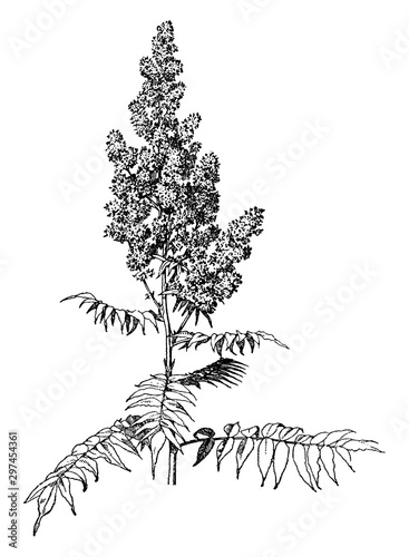 Sorbaria Sorbifolia vintage illustration.