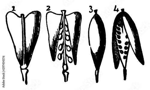 Silicles vintage illustration.