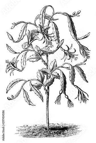 Phyllocactus Biformis vintage illustration. photo
