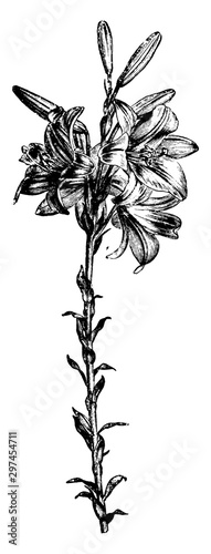 Flower Stem of St. Joseph's Lily vintage illustration.
