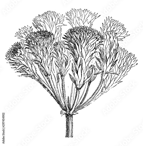 Abnormal Proliferous Inflorescence of Pelargonium Zonale vintage illustration.