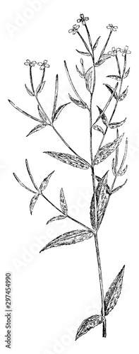 E. Coloratum vintage illustration. photo